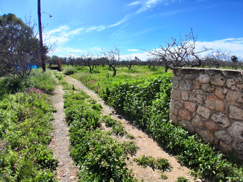 Κωδικός 87712 Λιβάδι Οικόπεδο 3540 τ.μ. οικοδομήσιμο με φιστικιές σε καλό σημείο. Τιμή 220,000 ευρώ λιβ1